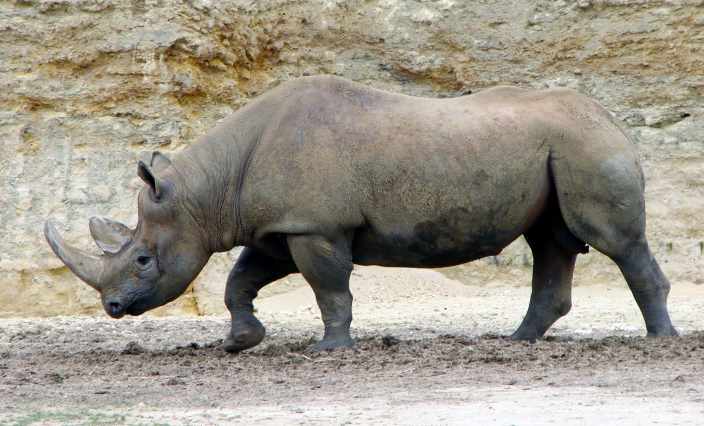 wester-black-rhinoceros